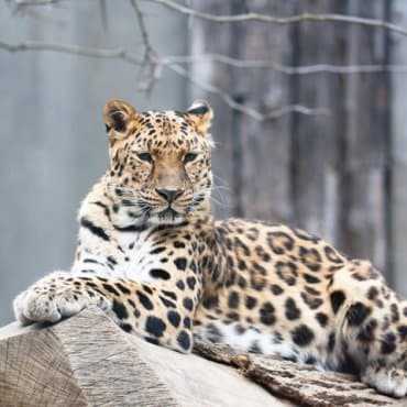 Amur Leoparı