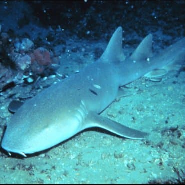 Hemşire Köpekbalığı