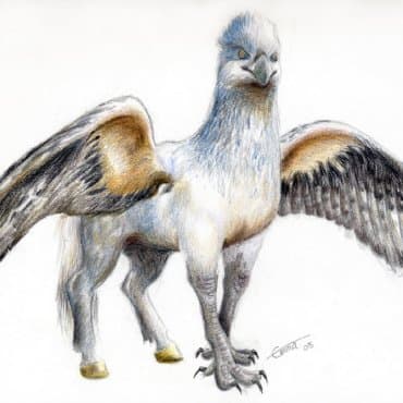 Hippogriff