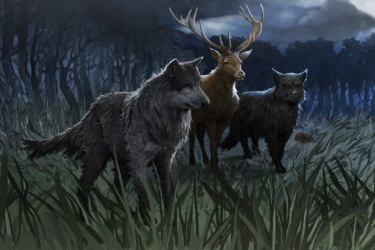 Bir animagus olsanız hangi hayvan olurdunuz?