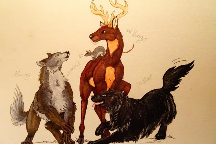 Bir hayvana dönüşseniz hangi hayvana dönüşürdünüz?