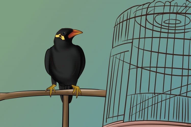 If you had a bird, what would you teach it to say?