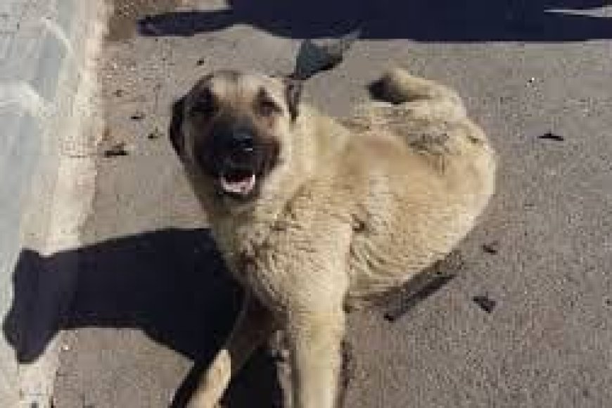 Eviniz için bir eşya satın almanız gerekiyor: