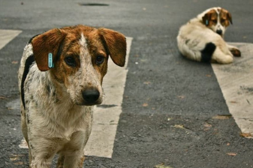 Bir hediyeye ihtiyacınız var: