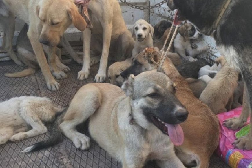 Bir restoranda yemek yerken: